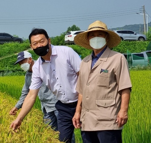 210812 김인영 의원, 이천쌀 조기수확 실증 평가 현장 방문 (2).jpg