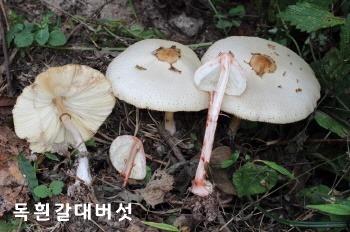 [크기변환]03_독흰갈대버섯.JPG