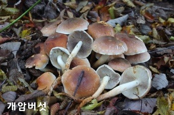 [크기변환]06_개암버섯.JPG