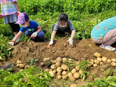 [크기변환]농업기술센터-성남시민농원에서 감자 캐는 어린이들(자료 사진).jpg
