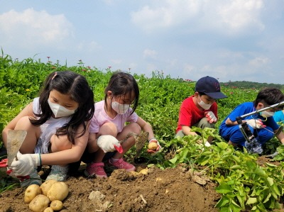 [크기변환]농업기술센터-성남시민농원에서 감자 캐는 어린이들(자료사진).jpg