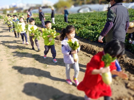 [크기변환]농업기술센터-성남시민농원서 11월 1_4일 무 수확 체험 행사 열려2.jpg