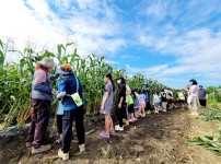 농업기술센터-성남시민농원서 18~21일 도심 속 ‘옥수수 따기 체험’(3).jpg