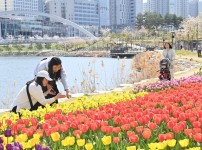 ‘꽃향기 가득’ 하남시, 공원과 길가에 계절꽃 9만7,000본 식재.jpg width: 100%; height : 150px